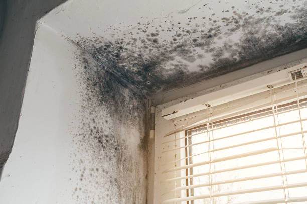 Affordable Attic Mold Remediation solutions in Simpson, NC